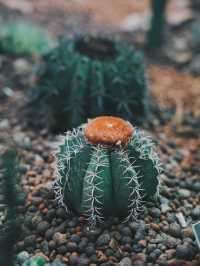 台北 城市中的綠色秘境 臺北典藏植物園