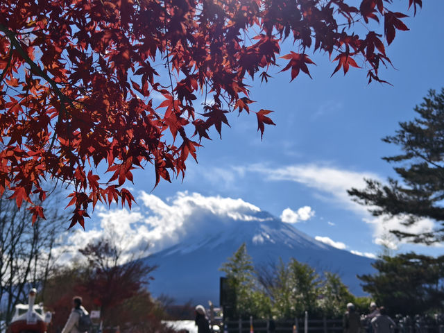 捉緊紅葉的尾巴