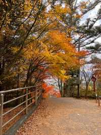 【山梨】ミシュランの表紙にもなった絶景
