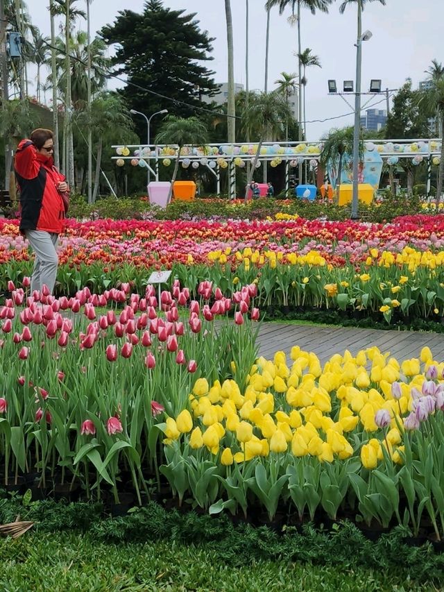 ✨Tulips season