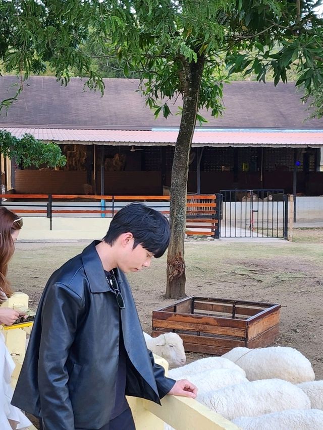 ✨Up close and personal with sheeps 