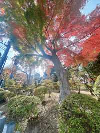 絶対に行って欲しい郡山！！開成山大神宮！！