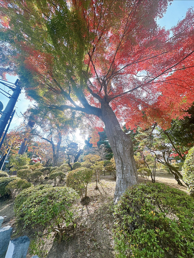 絶対に行って欲しい郡山！！開成山大神宮！！