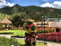 Frost-Kissed Floral Haven @Betong