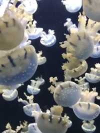 The Beauty of the Deep: A Relaxing Escape at S.E.A. Aquarium