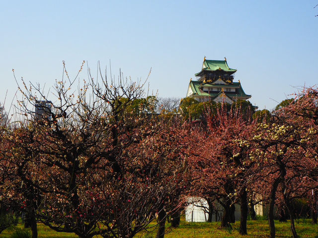 【大阪府】　太閤はんの城　-大阪城-