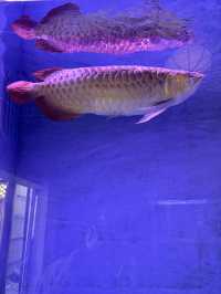 【別府】ココだけ！温泉蒸気熱を利用した「熱帯魚館」がある地獄♨️