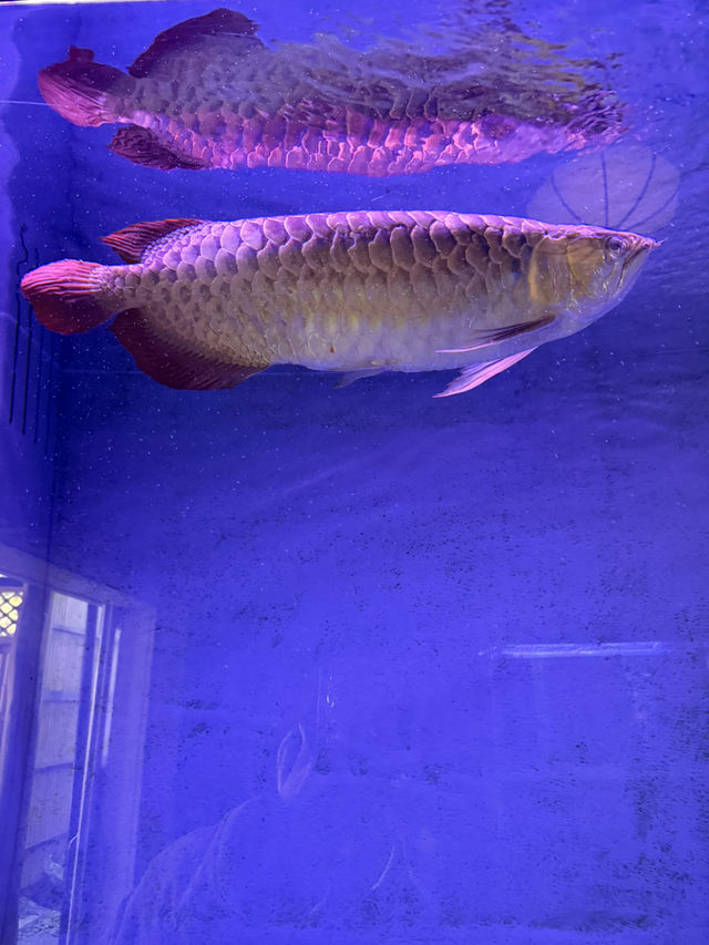 【別府】ココだけ！温泉蒸気熱を利用した「熱帯魚館」がある地獄♨️