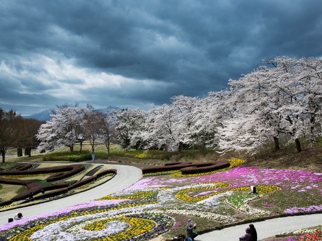 仙台西公園夢幻粉雪盛宴🌸 仙台櫻花滿開，一秒走進春日童話！        