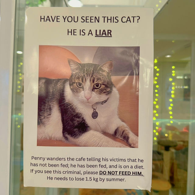 แวะมาคาเฟ่แมวจรกันเถอะ🐱