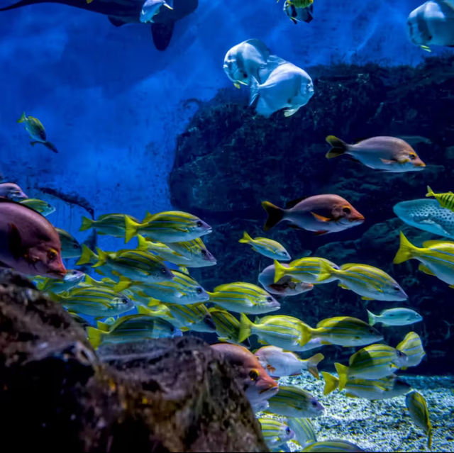 ☺️墨田水族館😍企鵝大觀 🐧🌊