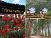 เช็คอิน@ดอยแม่สลอง
