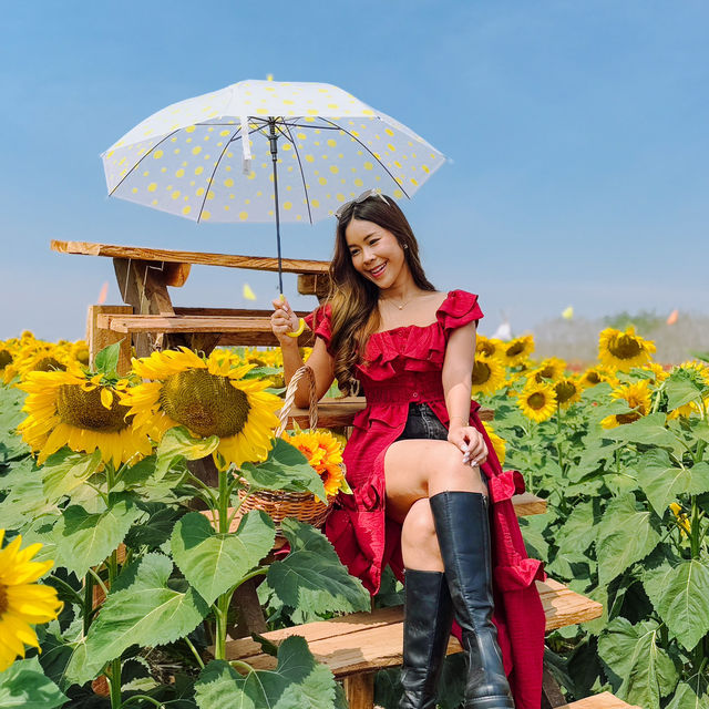ทุ่งดอกไม้ที่สวยที่สุดในสระแก้ว บ้านสวนอนุสรณ์