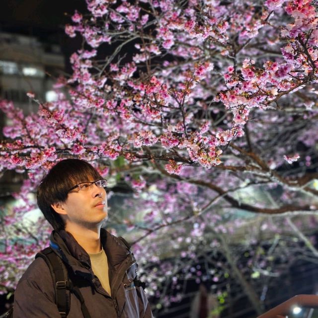 台北內湖免費夜櫻