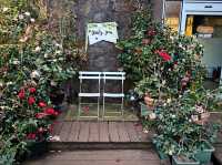 A nice visit to Camellia Hill at Jeju