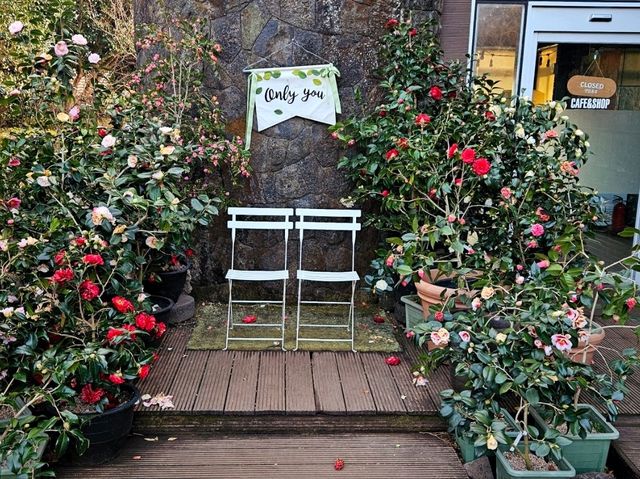 A nice visit to Camellia Hill at Jeju