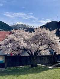 札幌圓山公園的櫻花夢幻之旅 🌸🌳