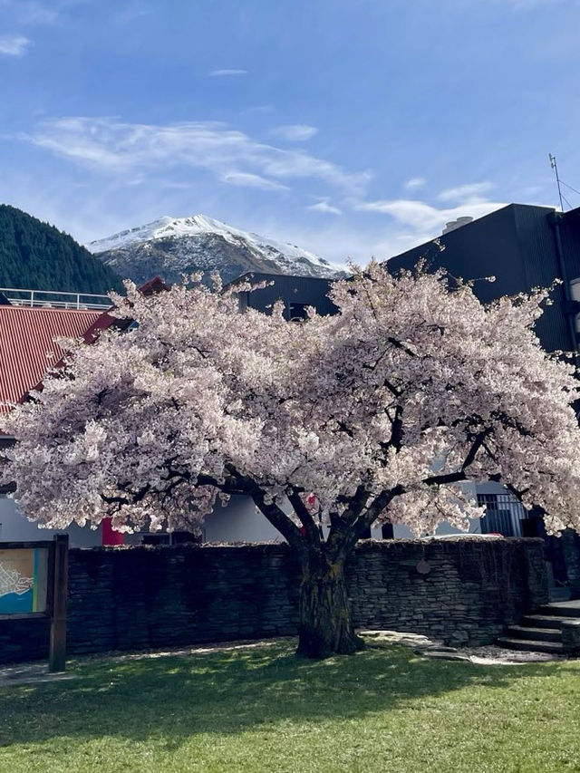 札幌圓山公園的櫻花夢幻之旅 🌸🌳