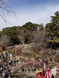 【横浜×大倉山公園梅林】 神奈川の梅の名所
