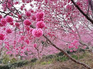 En'ai Farm Cherry Blossom Viewing