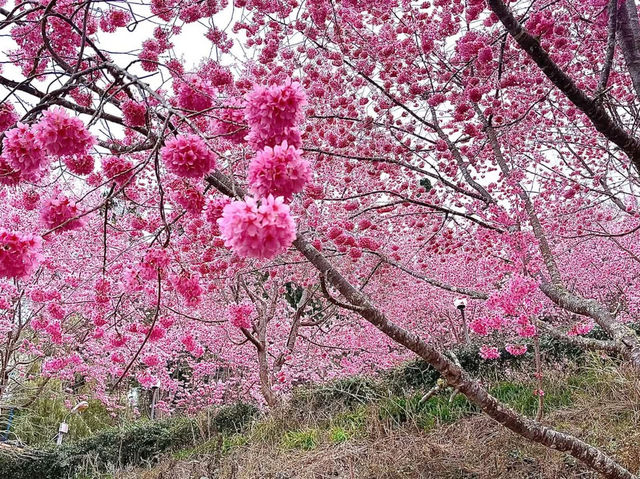 恩愛農場賞櫻美景