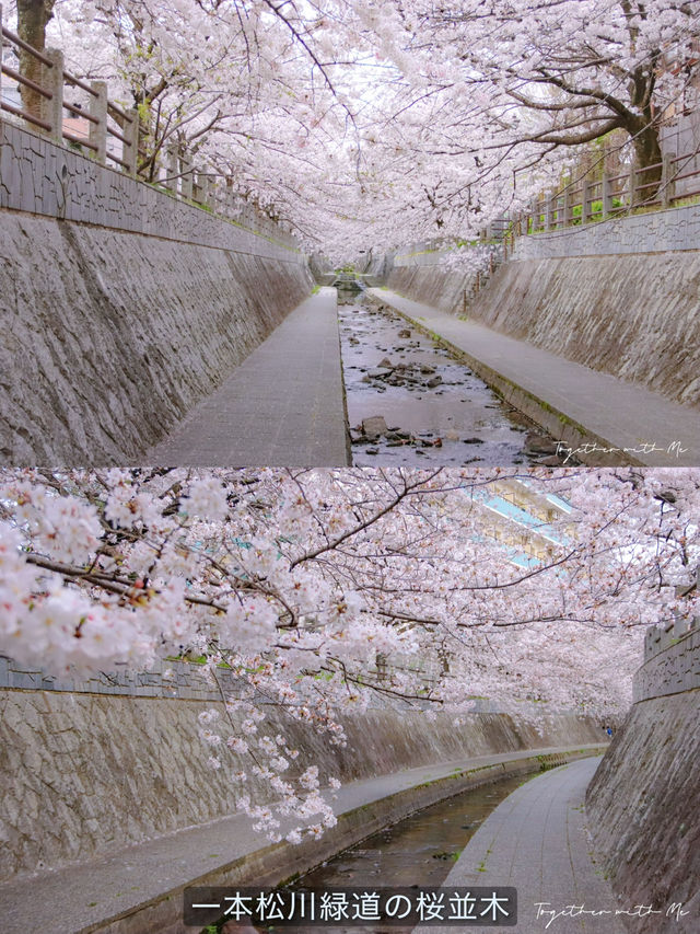 Fukuoka in Sakura Season~🌸🇯🇵✨