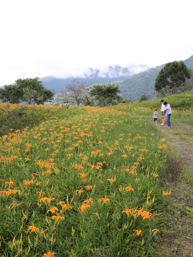 花海中的浪漫之旅！🌄🌸 探索金針花的絢爛盛開，感受大自然的美麗與芬芳吧！🌻🚶‍♀️💛