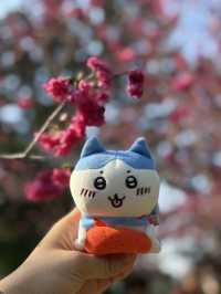中正紀念堂🏛️櫻花🌸