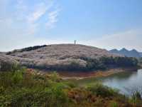 貴安櫻花園賞櫻美景
