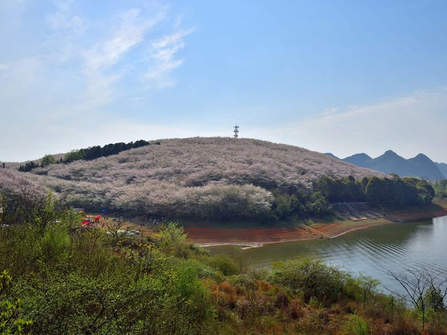 貴安櫻花園賞櫻美景