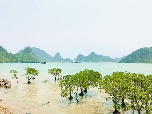 Cat Ba Island in Spring Is Breathtaking