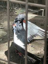 東京｜都市叢林的一方恩賜 百年前戰場變身上野動物園
