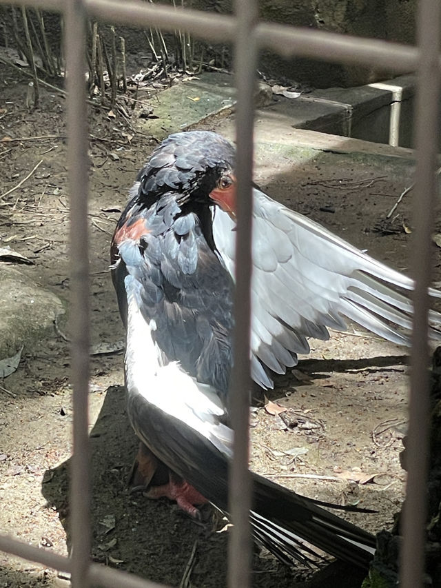 東京｜都市叢林的一方恩賜 百年前戰場變身上野動物園