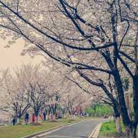 仿如置身日本賞櫻的恆明街公園🌸🌸
