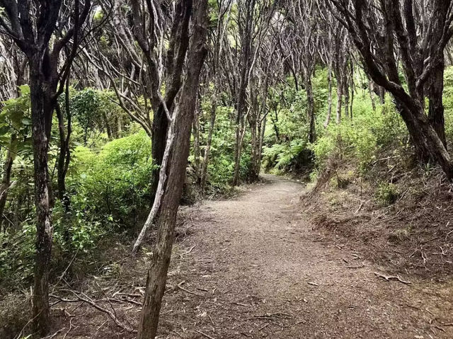 Gulf Views and Blooms: Spring Hike to Hauraki Gulf Lookout