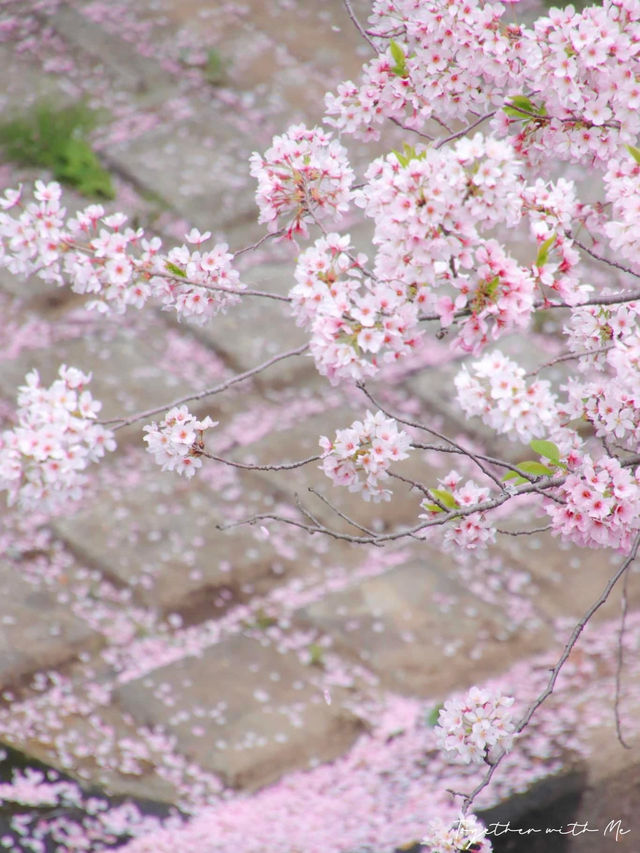 Fall in the Dreams of Sakura~🌸☁️