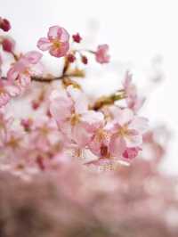 人不多，交通方便的大阪賞櫻公園🌸