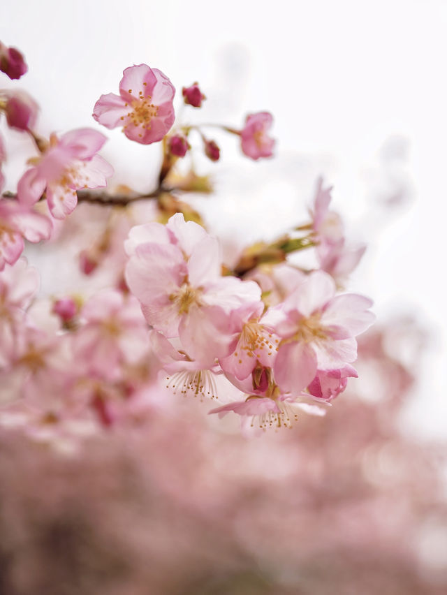 人不多，交通方便的大阪賞櫻公園🌸