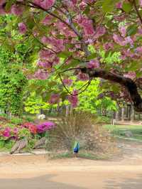 Chasing Sakura at Nami Island