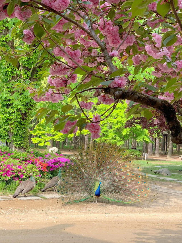 Chasing Sakura at Nami Island
