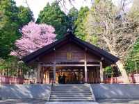 Chasing Sakura at Hokkaido Jingu