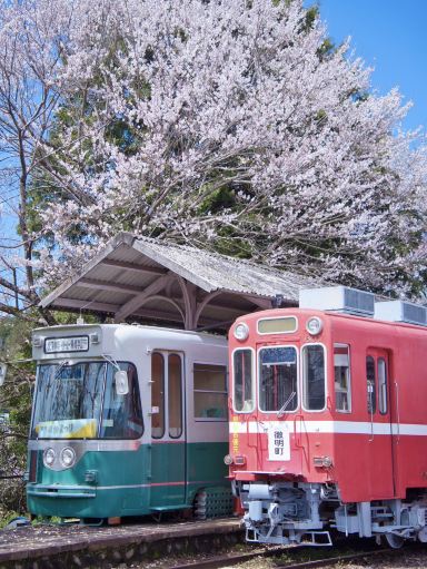 岐阜】行かなきゃ損‼️レトロ駅舎と桜のコラボ🌸旧駅舎でタイム