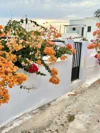 Spring in Pyrgos, Santorini🌸