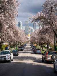 バンクーバーの桜：春の街を彩るピンクのトンネル