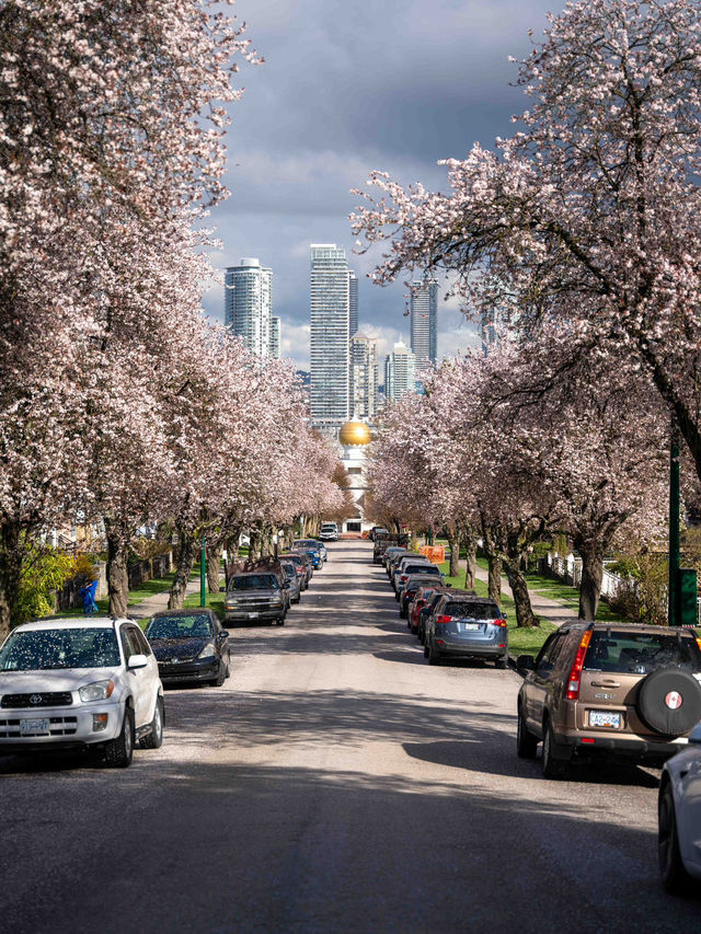 バンクーバーの桜：春の街を彩るピンクのトンネル