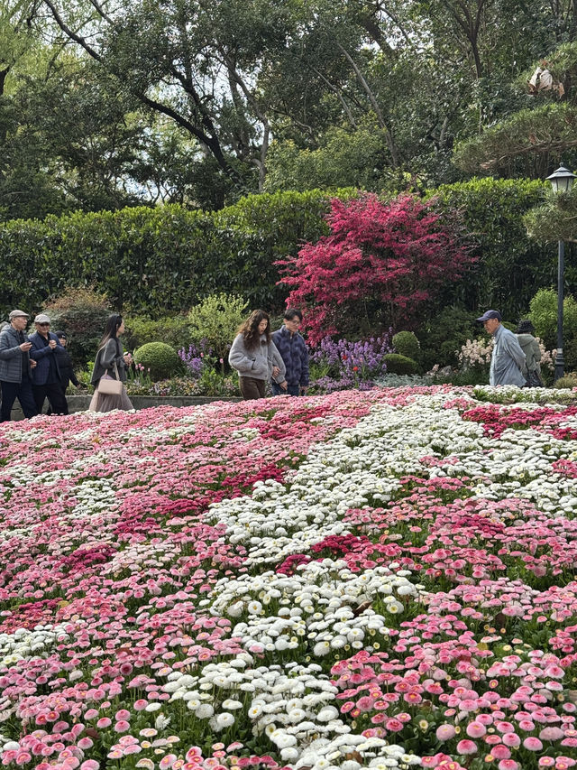 Spring in Shanghai is the BEST!