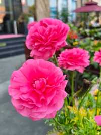 Spring Vibes at Thames Town, Songjiang Shanghai