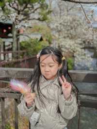 日本櫻花景點！祇園白川