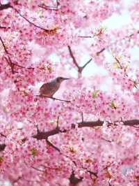 Kawazu-Zakura Cherry Trees in Yodo, Kyoto 