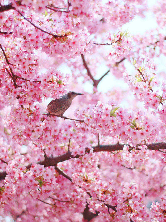 Kawazu-Zakura Cherry Trees in Yodo, Kyoto 